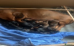 Miniature Dachshund dogs for sale: Litter of 8 mini smooth hair Daschund puppies  - Image 5