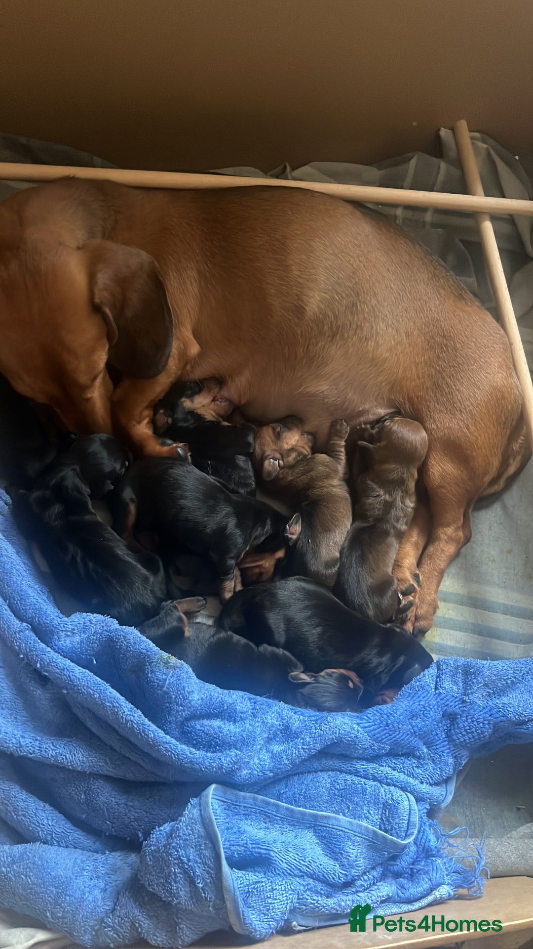 Miniature Dachshund dogs for sale: Litter of 8 mini smooth hair Daschund puppies  - Image 5
