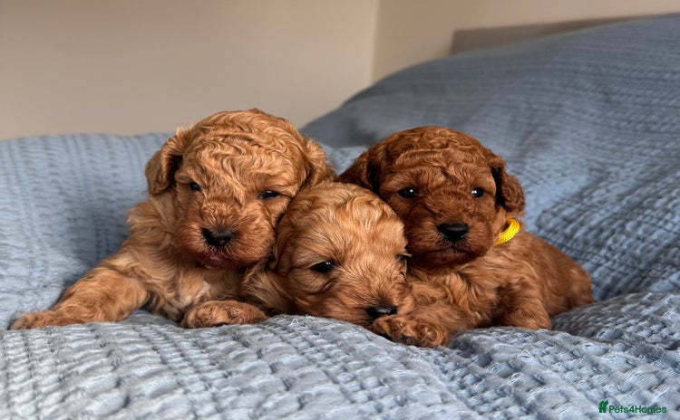 Cavapoo dogs - Advert 1