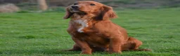 Cocker Spaniel dogs for sale: KC REG RED WORKING COCKER SPANIEL - Advert 3