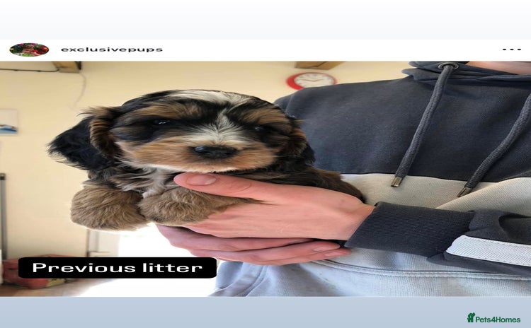 Cockapoo dogs - Advert 4