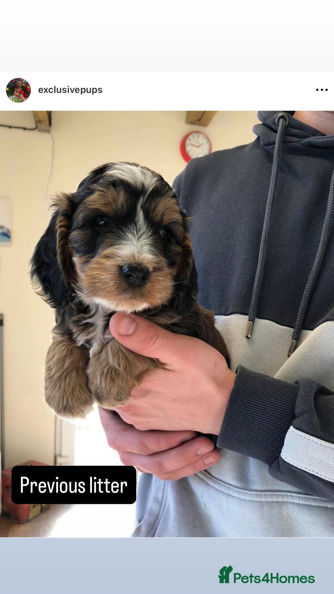 Cockapoo dogs for sale: 🏆 f1 miniature show Cockapoos fully health tested - Image 1
