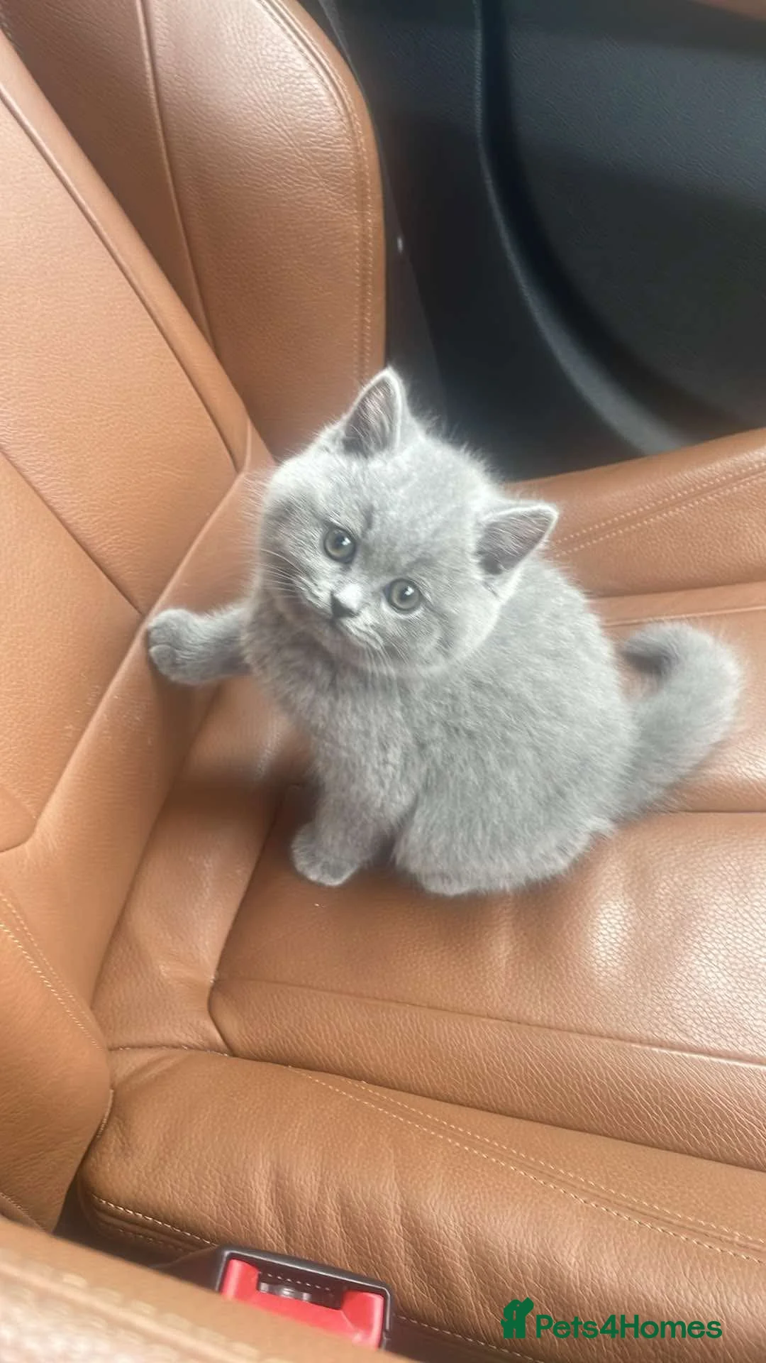 British Shorthair cats for sale: British shorthair  in Plymouth - Advert 2