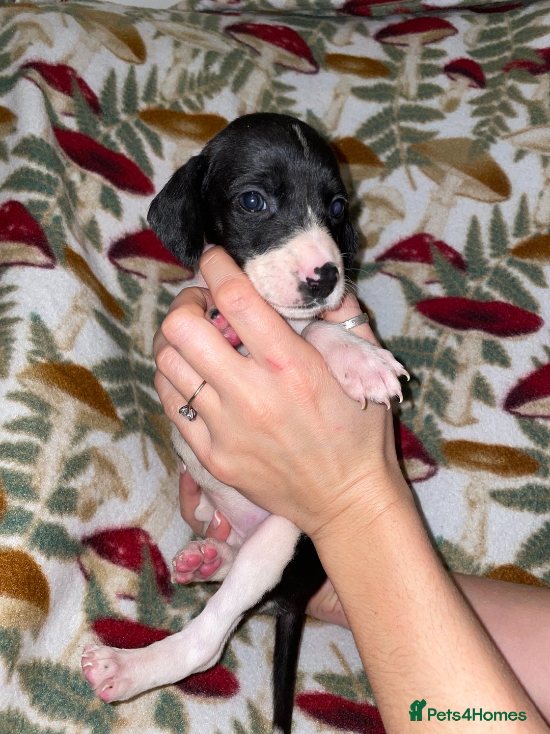 Mixed Breed dogs for sale: Whipper Spaniels ❤️ - Advert 3