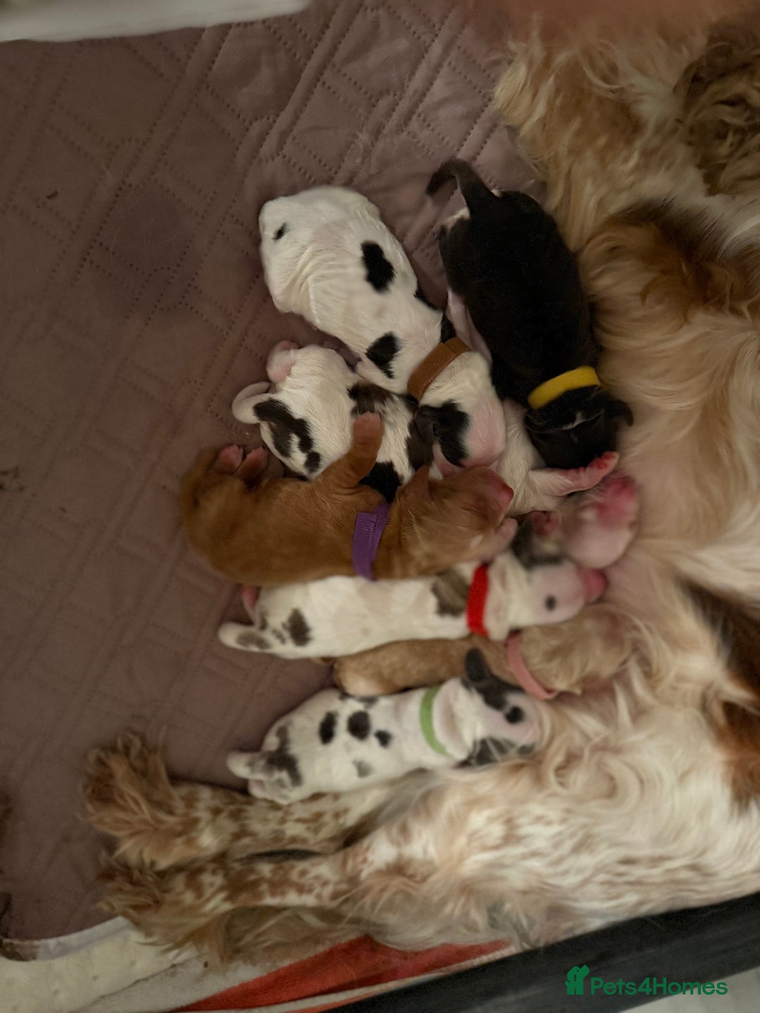 Cocker Spaniel dogs for sale: Stunning Show Cocker Spaniel litter  - Advert 13