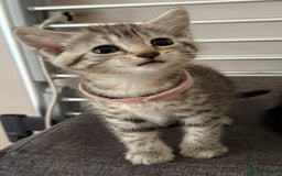 Mixed Breed cats for sale: Silver & brown British shorthair / bengal kittens  - Image 2