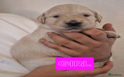 Golden Retriever dogs for sale: 🐾Pure Golden retrievers puppy🐾 - Image 6