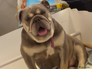 Mixed Breed dogs English bulldog cross ready now - Advert 6