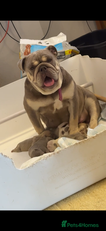 Mixed Breed dogs English bulldog cross ready now - Advert 1