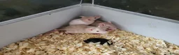 Rat rodents for sale: Siamese and fawn friendly rats - Advert 4