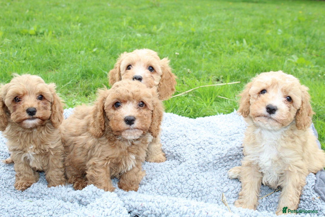 Cavapoochon dogs for sale: Stunning litter of Cavapoochons Ready Thursday  - Image 6