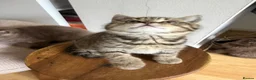 British Shorthair cats for sale: British short hair kittens - Advert 9