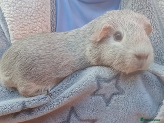 Guinea Pig rodents guinea pigs - Advert 17