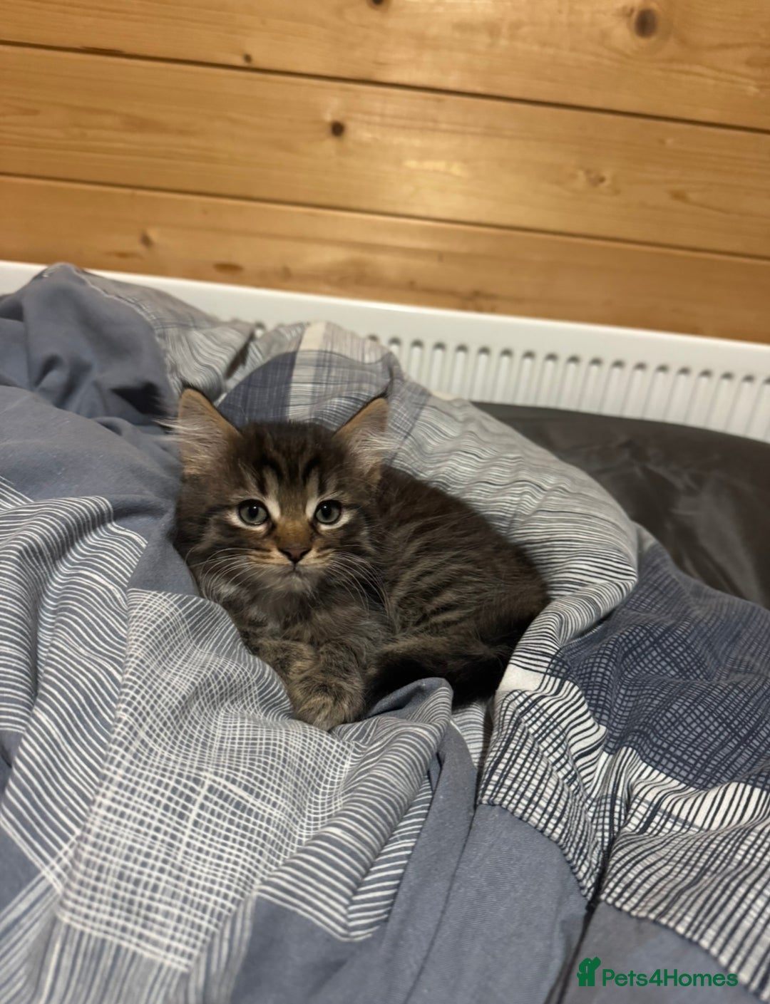 Mixed Breed cats for sale: Two beautiful kittens  - Image 5