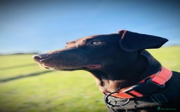 Mixed Breed dogs for adoption: Poppi chocolate Lab cross pointer - Advert 4