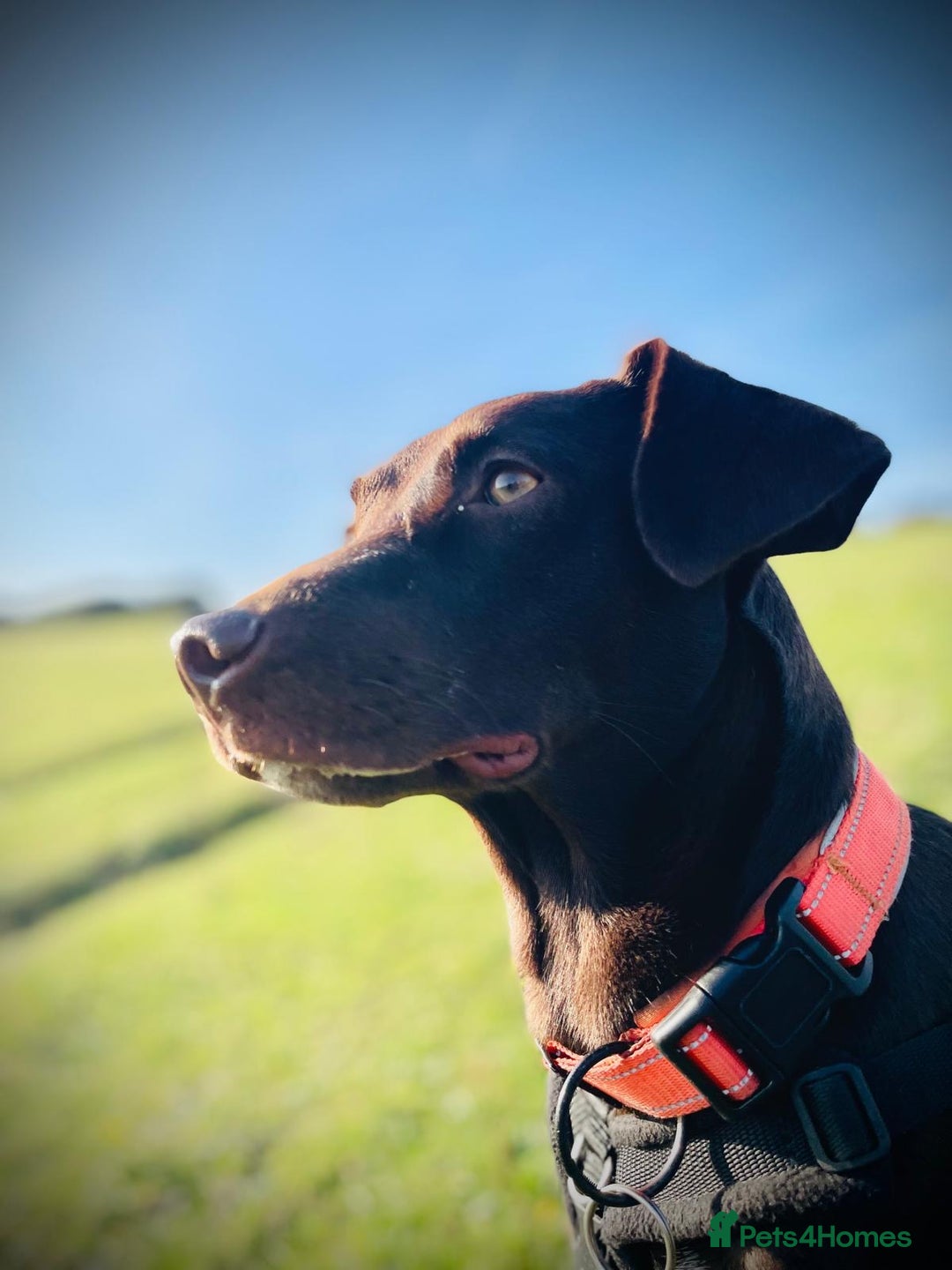 Mixed Breed dogs for adoption: Poppi chocolate Lab cross pointer - Advert 4
