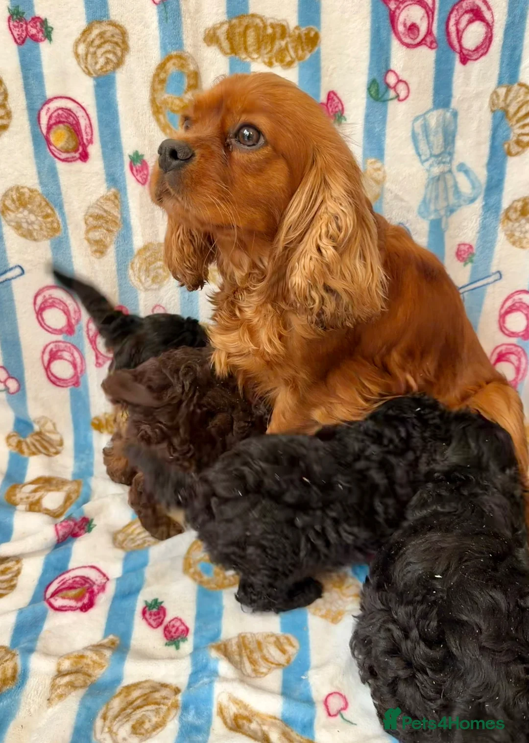Cavapoo dogs for sale: Ready to leave Unique cavapoo pups - Advert 2
