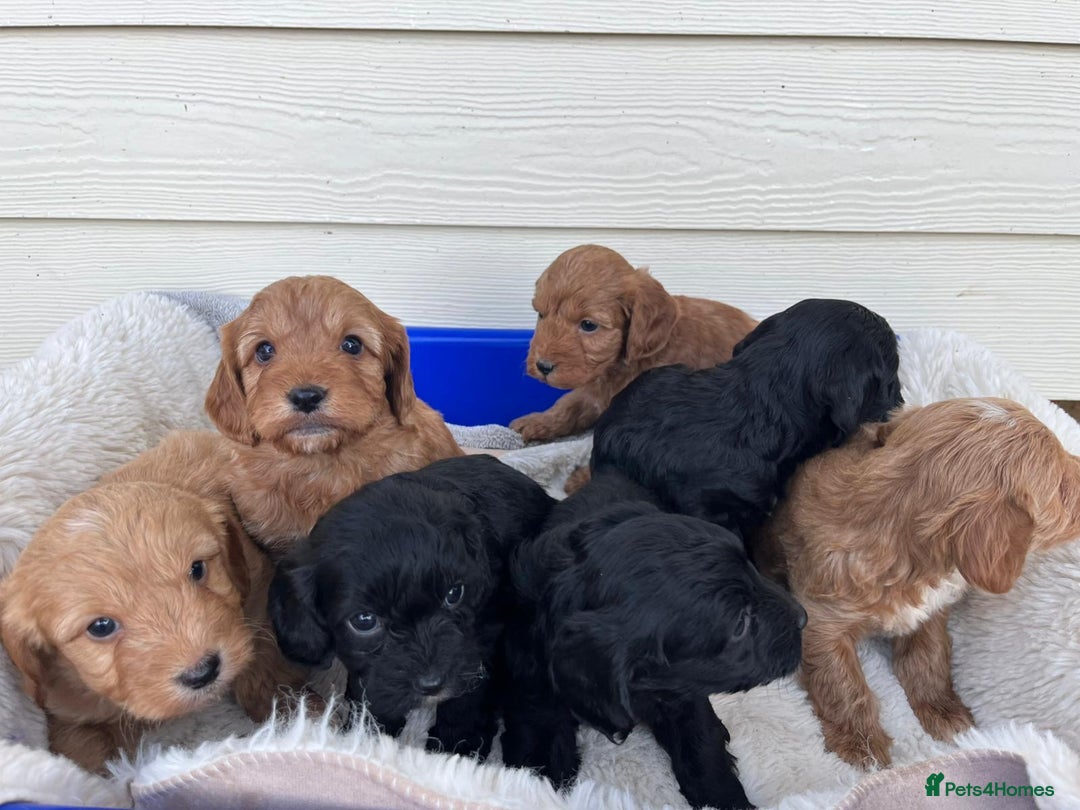 Cockapoo dogs for sale: Tiny cockapoo puppies - Advert 9