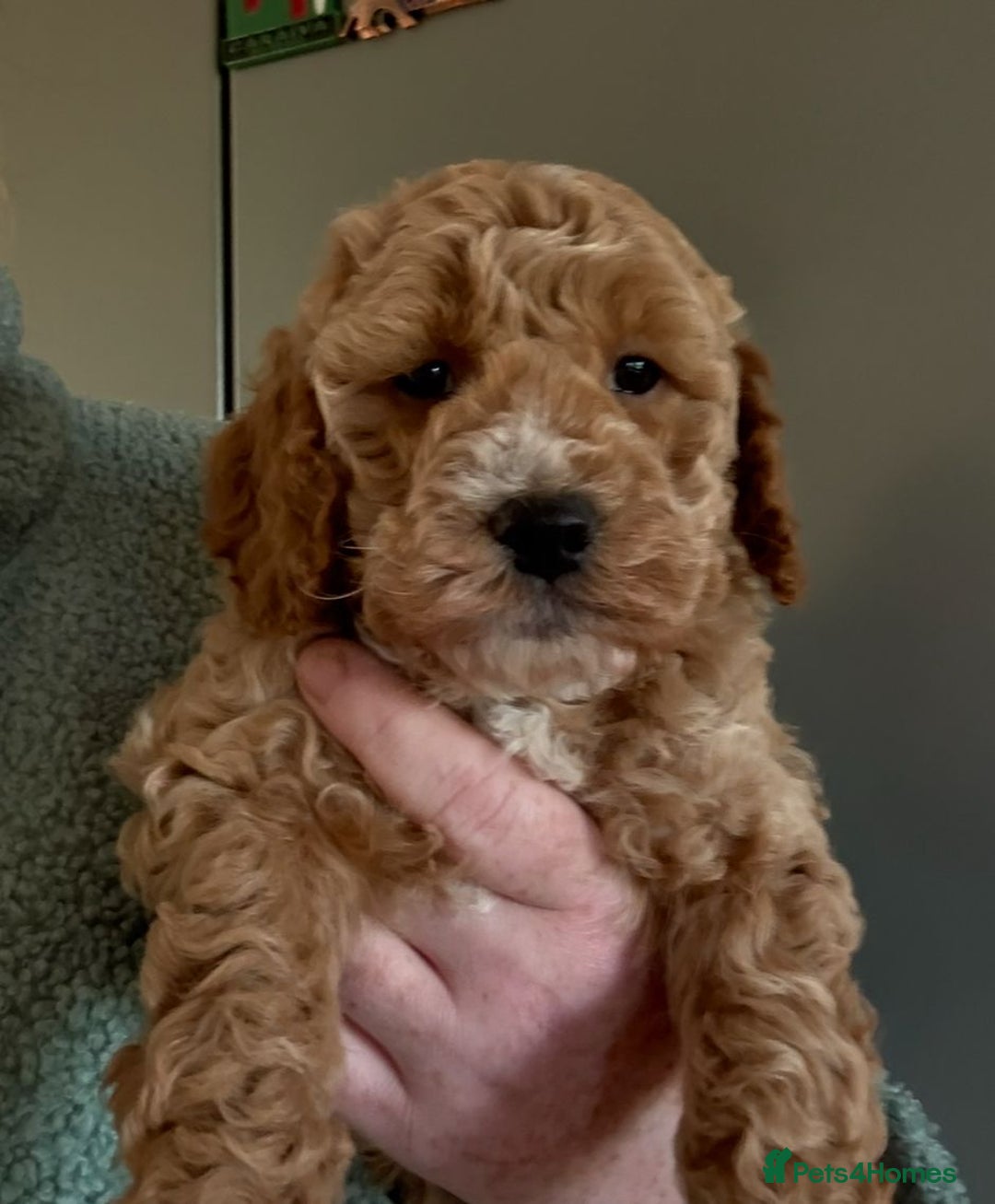 Cockapoo dogs for sale: Quality F1b Cockapoo Puppies - Advert 15