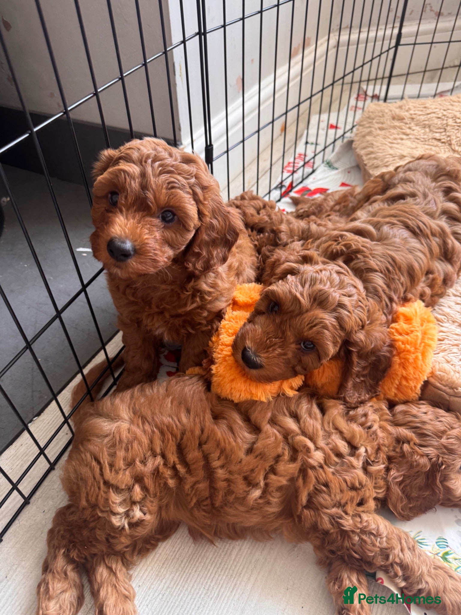 Cavapoo dogs Last TEDDY BEAR Cavapoo puppy - stunning litter  - Advert 2