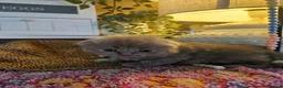 British Shorthair cats for sale: BRITISH SHORTHAIR X SCOTTISH FOLD - Advert 14