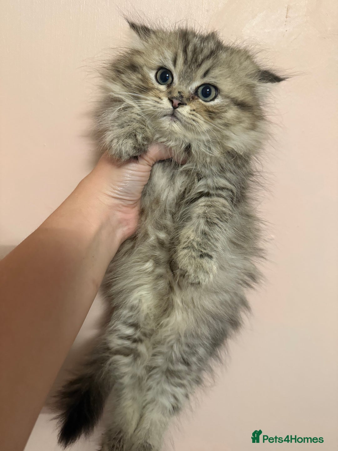 Persian cats for sale: Sweet persain boy is looking for his home - Advert 2