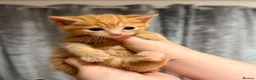 British Shorthair cats for sale: Very docile red boy cream girl  - Advert 6