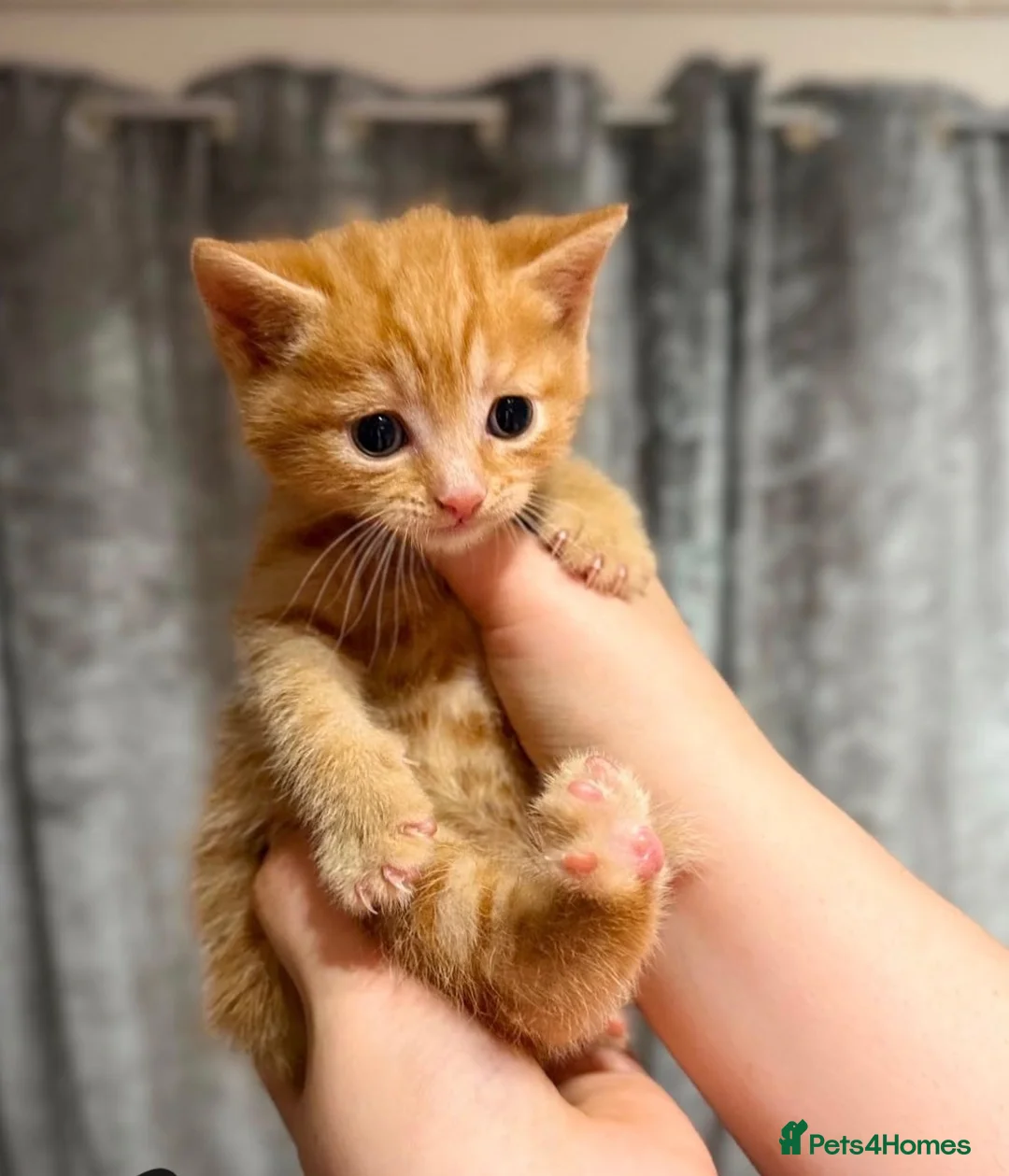 British Shorthair cats for sale: Very docile red boy cream girl  - Advert 6