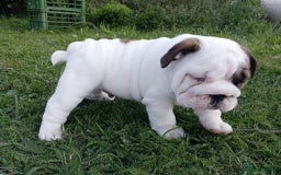 English Bulldog dogs for sale: ❤️🐶 English Bulldog puppies 🐶🖤 - Image 8