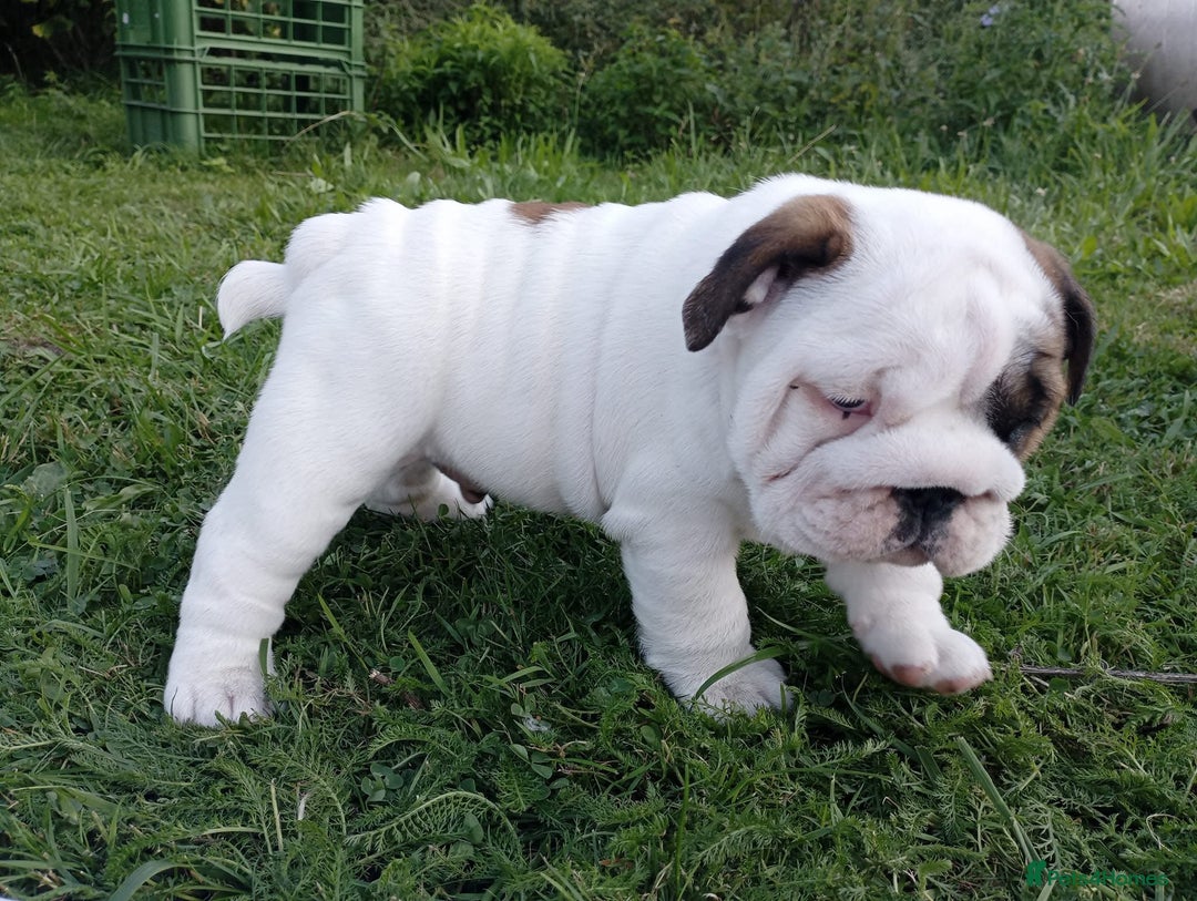 English Bulldog dogs for sale: ❤️🐶 English Bulldog puppies 🐶🖤 - Image 8