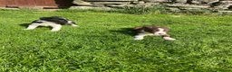 Border Collie dogs for sale: Border collies  - Advert 12