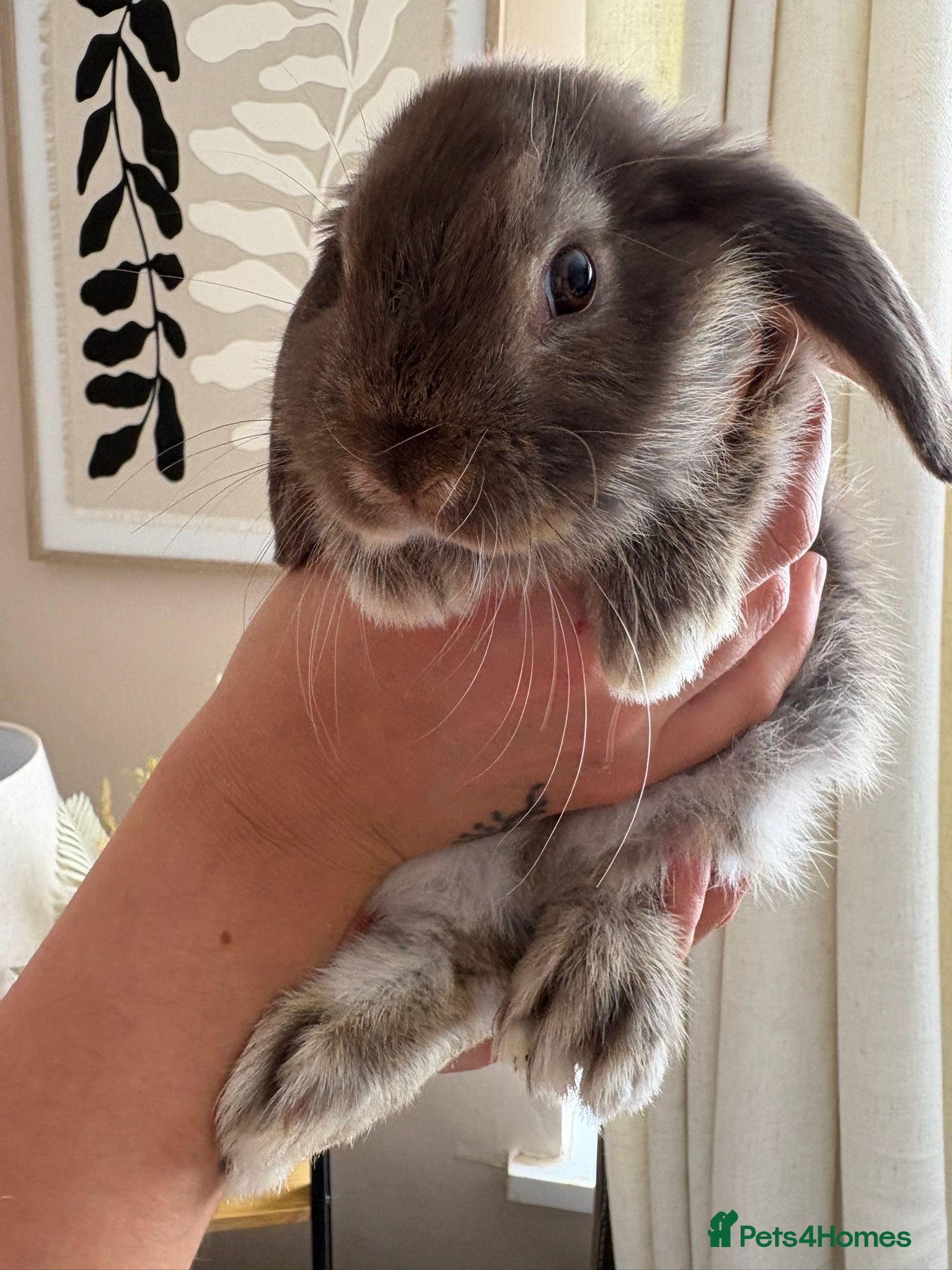 Mini Lop rabbits 13 week old female Mini Lop & 1 year old male  - Advert 2
