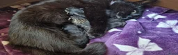 Mixed Breed cats for sale: 3 beautiful kittens in Brandon - Advert 1