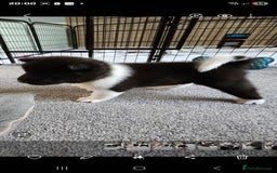 Akita dogs for sale: 🐾 American Akita Puppies for Forever Homes 🐾 - Image 18