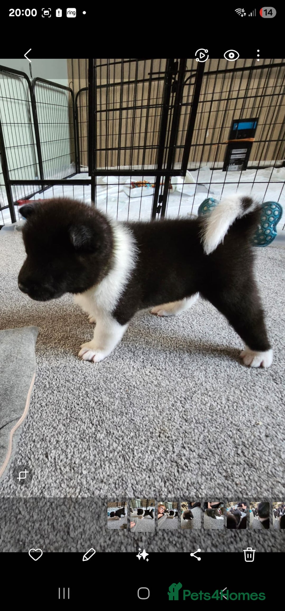 Akita dogs for sale: 🐾 American Akita Puppies for Forever Homes 🐾 - Image 18