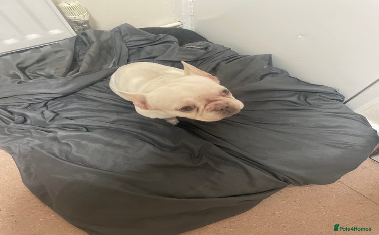 French Bulldog dogs - Advert 3