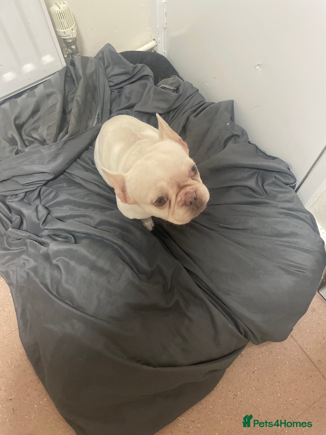 French Bulldog dogs for sale: French Bulldog Roma - Image 1