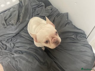 French Bulldog dogs French Bulldog Roma - Advert 10