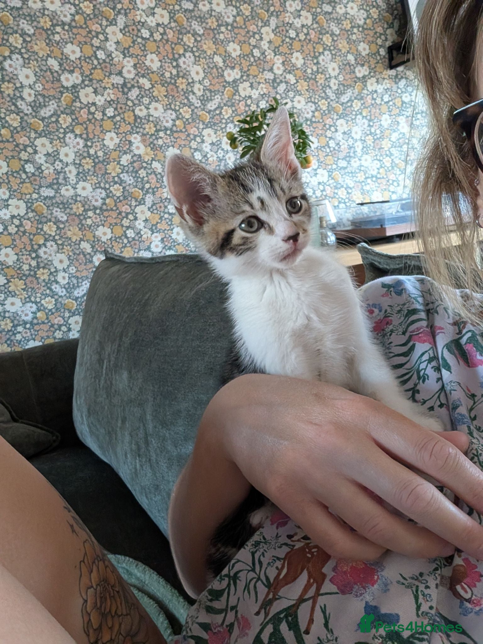 Mixed Breed cats Rescue kitty - approx 9 weeks - Advert 5