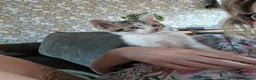 Mixed Breed cats for sale: Rescue kitty - approx 9 weeks - Advert 1