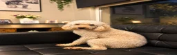Cockapoo dogs for sale: Cockapoo - Advert 3