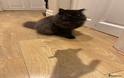 Persian cats for sale: Please read Pure male Persian kittens for sale  - Image 5