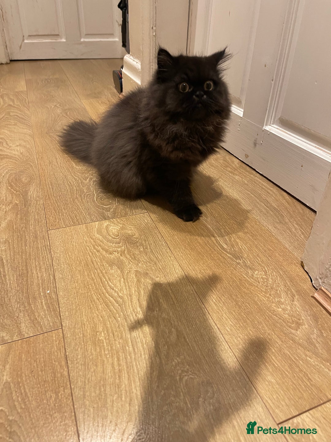 Persian cats for sale: Please read Pure male Persian kittens for sale  - Image 5