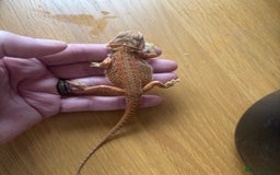 Bearded Dragon reptiles for sale: Baby bearded dragons  - Image 5