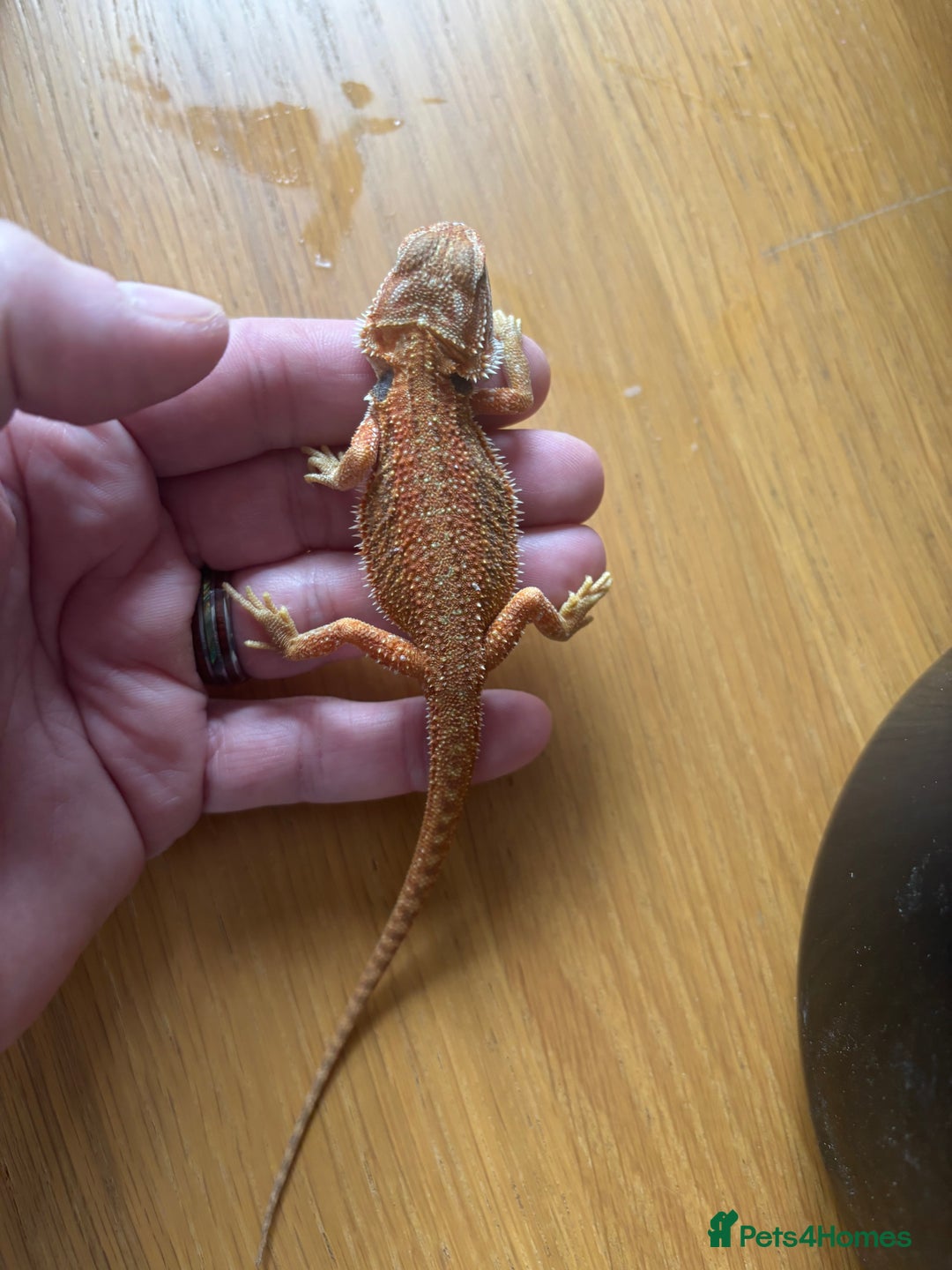 Bearded Dragon reptiles for sale: Baby bearded dragons  - Image 5
