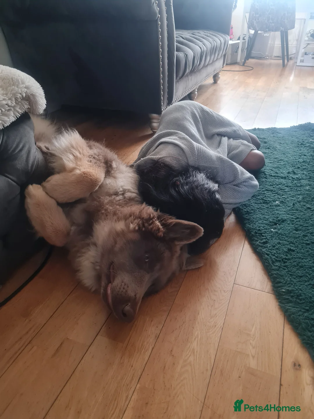 German Shepherd dogs for sale: Meet Sixty. Our Beautiful Isabella German Shepherd - Advert 8