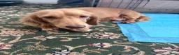 Miniature Dachshund dogs for sale: Miniature Longhaired Dachshund Puppies  - Advert 1