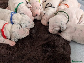 Dalmatian dogs - Advert 6