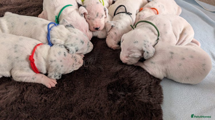 Dalmatian dogs - Advert 3