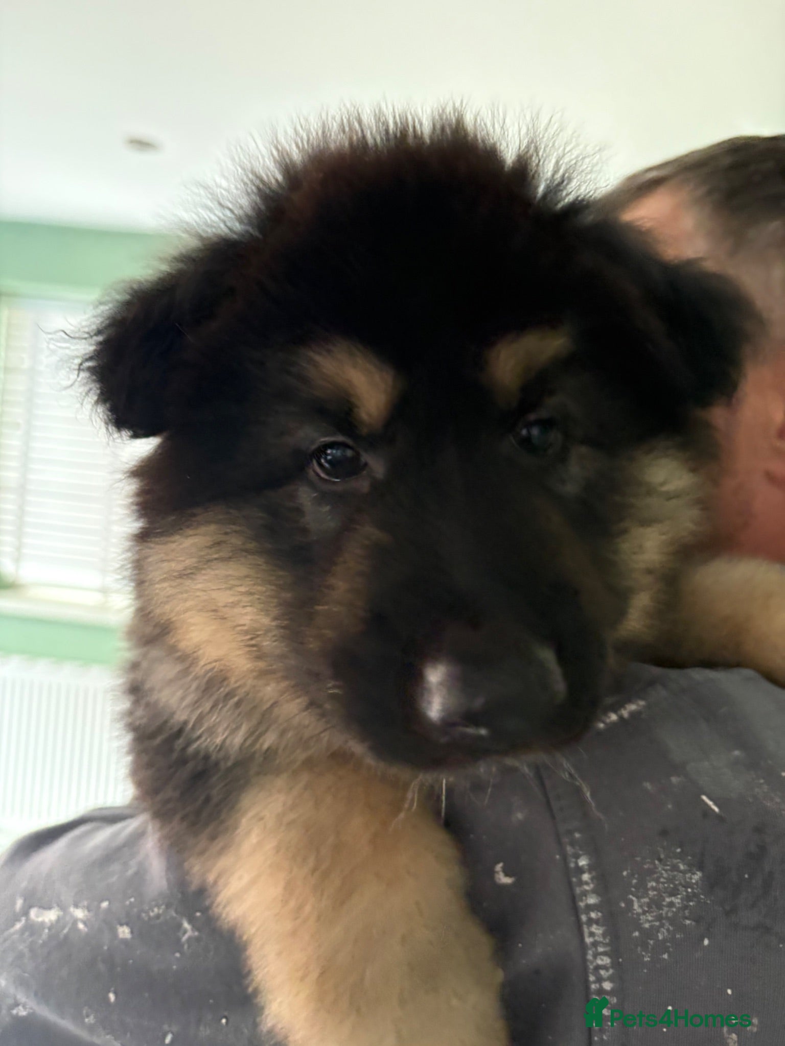 German Shepherd dogs 1 chunky boy ready to leave - Advert 2